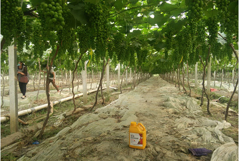 水溶肥,肥料 水溶肥,肥料