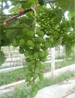 水溶肥,肥料 水溶肥,肥料