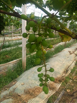 水溶肥,肥料 水溶肥,肥料