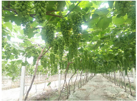 水溶肥,肥料 水溶肥,肥料