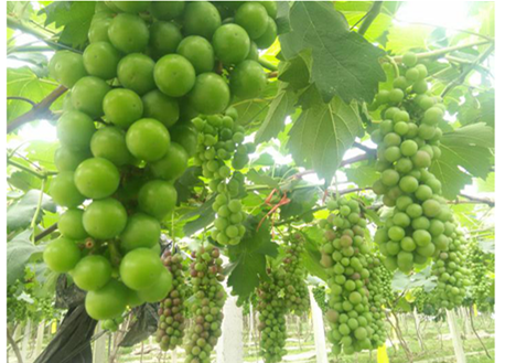 水溶肥,肥料 水溶肥,肥料