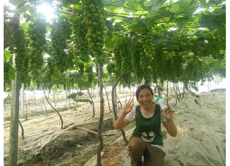 水溶肥,肥料 水溶肥,肥料