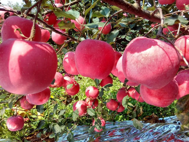 果樹葉面肥,葉面肥,拉姆拉,翠姆 果樹葉面肥,葉面肥,拉姆拉,翠姆