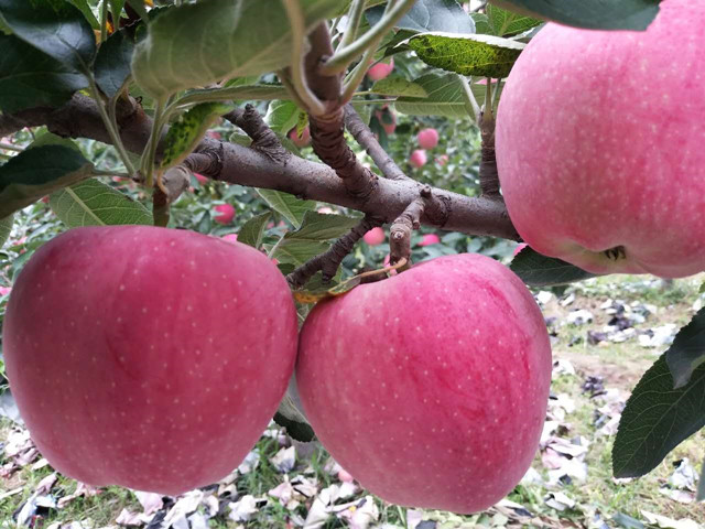 果樹葉面肥,葉面肥,拉姆拉,翠姆 果樹葉面肥,葉面肥,拉姆拉,翠姆