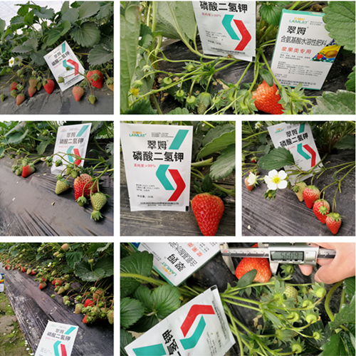 磷酸二氫鉀,葉面肥,拉姆拉 磷酸二氫鉀,葉面肥,拉姆拉
