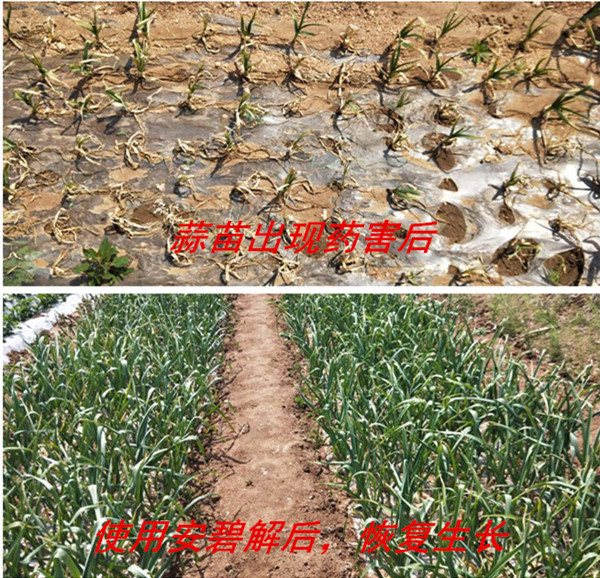 除草劑,安碧解,拉姆拉,藥害 除草劑,安碧解,拉姆拉,藥害