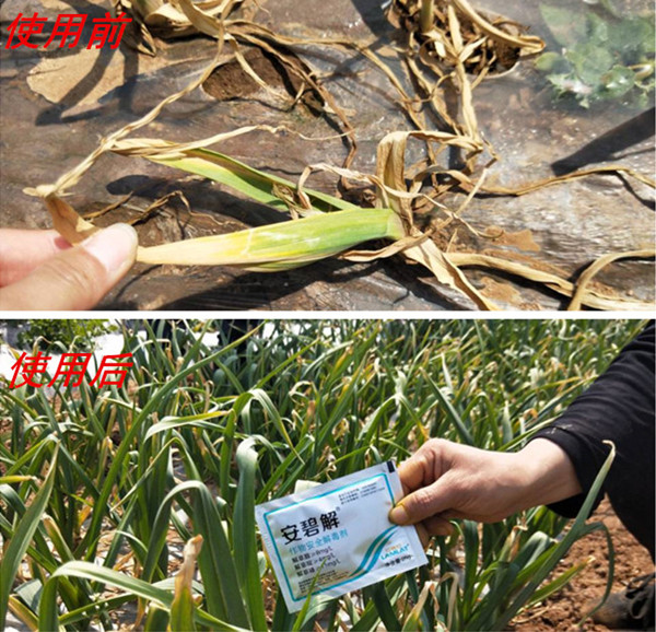 除草劑,安碧解,拉姆拉,藥害 除草劑,安碧解,拉姆拉,藥害