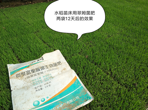 水稻苗床,菌肥,根碧多,拉姆拉 水稻苗床,菌肥,根碧多,拉姆拉