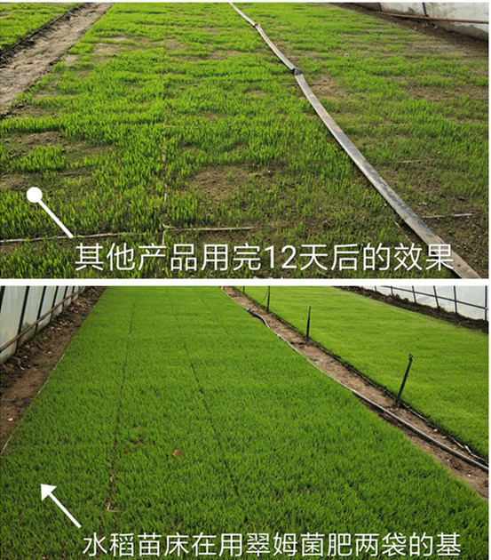 水稻苗床,菌肥,根碧多,拉姆拉 水稻苗床,菌肥,根碧多,拉姆拉