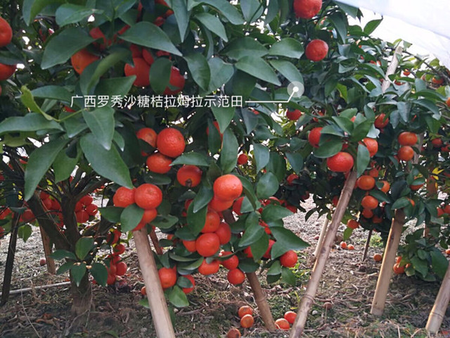 沖施肥,水溶肥,拉姆拉 沖施肥,水溶肥,拉姆拉