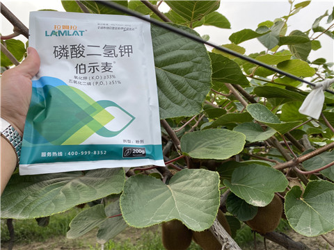 磷酸二氫鉀，拉姆拉，伯示麥