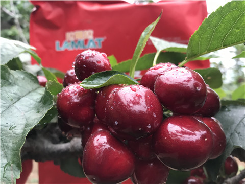 大量元素水溶肥，拉姆拉，翠姆