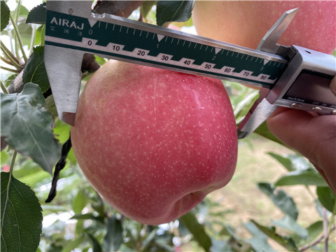 沖施肥，拉姆拉，翠姆