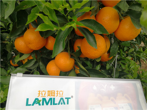 葉面肥，拉姆拉，翠姆