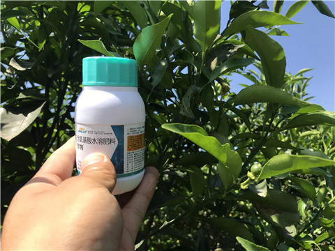 葉面肥，拉姆拉，翠姆