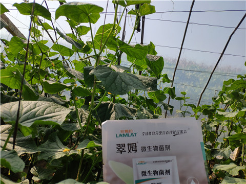 水溶肥，拉姆拉，翠姆