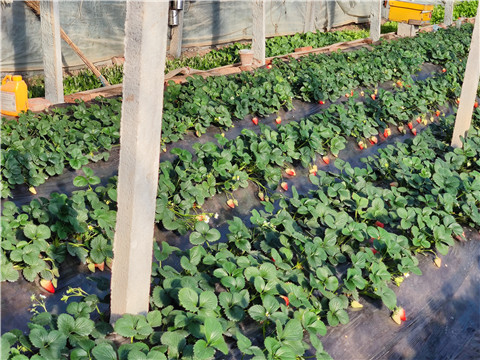 水溶肥，拉姆拉，翠姆