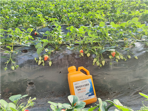 水溶肥，拉姆拉，翠姆