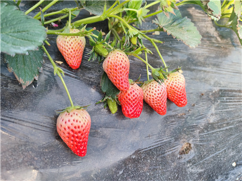 水溶肥，拉姆拉，翠姆