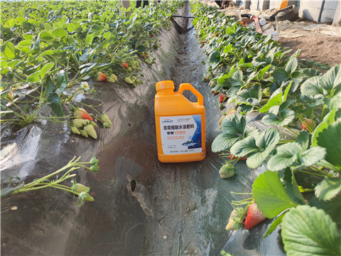 水溶肥，拉姆拉，翠姆