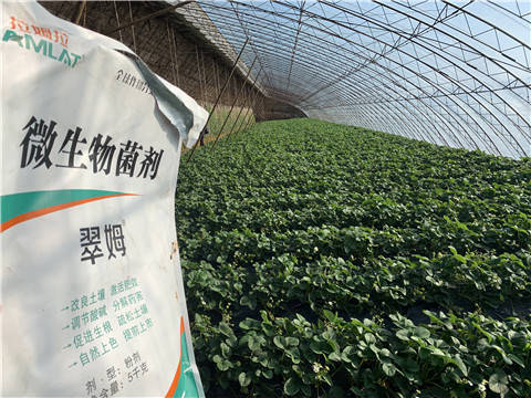 微生物菌劑，拉姆拉，翠姆