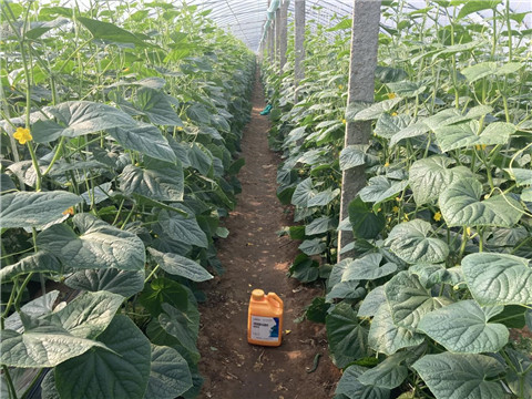 作物施肥管理，拉姆拉，翠姆