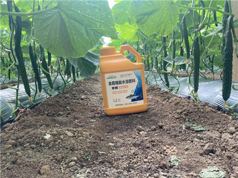 作物施肥管理，拉姆拉，翠姆