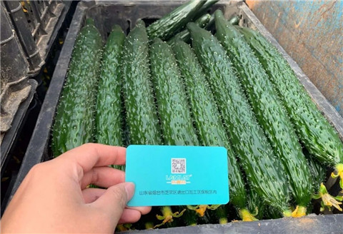 作物施肥管理，拉姆拉，翠姆