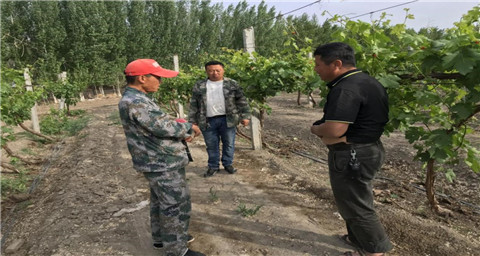 葉面肥，拉姆拉，翠姆