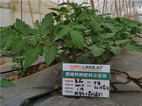 水溶肥，拉姆拉，翠姆