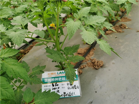 水溶肥，拉姆拉，翠姆