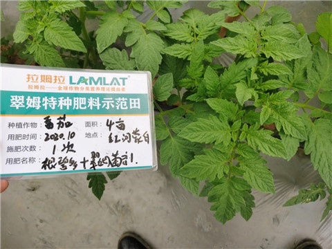 水溶肥，拉姆拉，翠姆