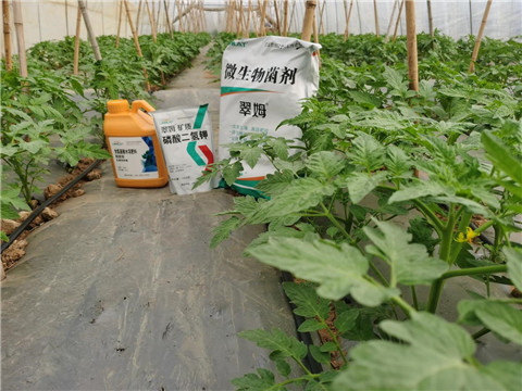 水溶肥，拉姆拉，翠姆