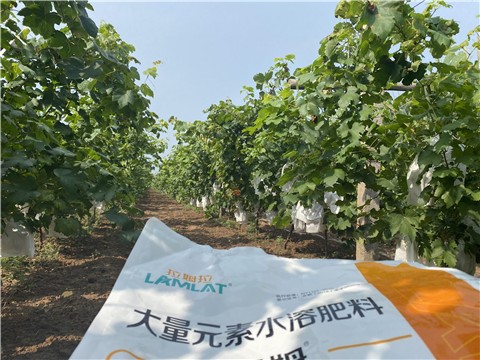 大量元素水溶肥，拉姆拉，翠姆