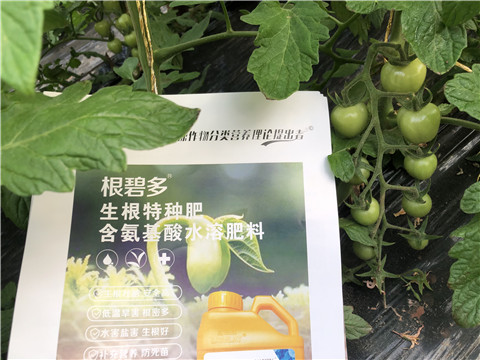 水溶肥，拉姆拉，翠姆