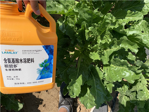 水溶肥，拉姆拉，翠姆