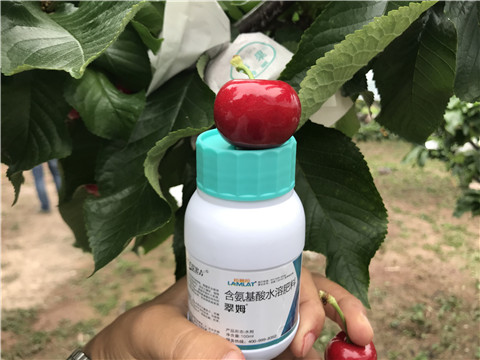 水溶肥，拉姆拉，翠姆