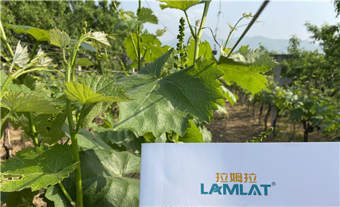 進口水溶肥，拉姆拉，翠姆