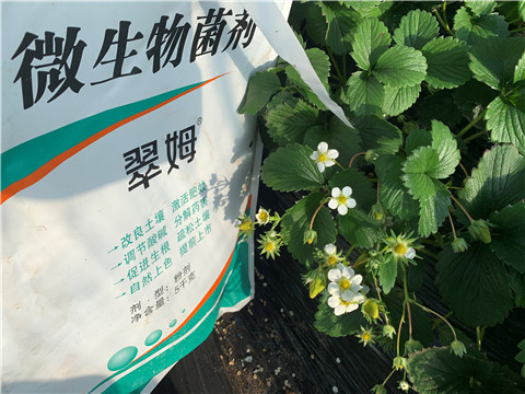 微生物菌劑，拉姆拉，翠姆