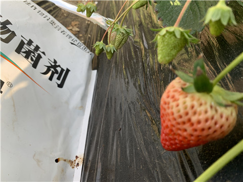 微生物菌劑，拉姆拉，翠姆