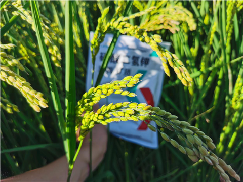 磷酸二氫鉀，拉姆拉，翠姆