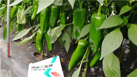 磷酸二氫鉀，拉姆拉，翠姆