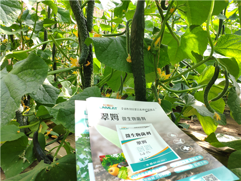 水溶肥，拉姆拉，翠姆