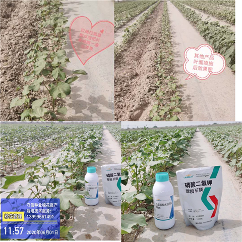 葉面肥，拉姆拉，翠姆