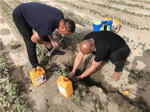 葉面肥，拉姆拉，翠姆