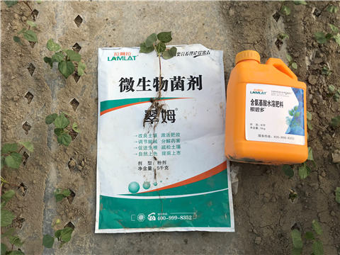 葉面肥，拉姆拉，翠姆