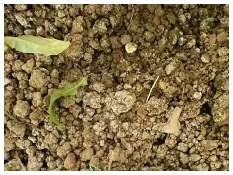 水溶肥，拉姆拉，翠姆