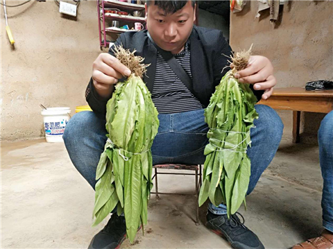 水溶肥，拉姆拉，翠姆