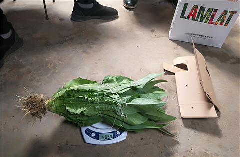 水溶肥，拉姆拉，翠姆