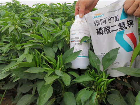 水溶肥，拉姆拉，翠姆